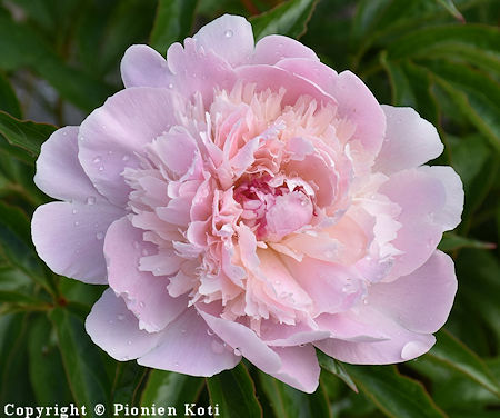 Paeonia lactiflora 'Alertie', kiinanpioni